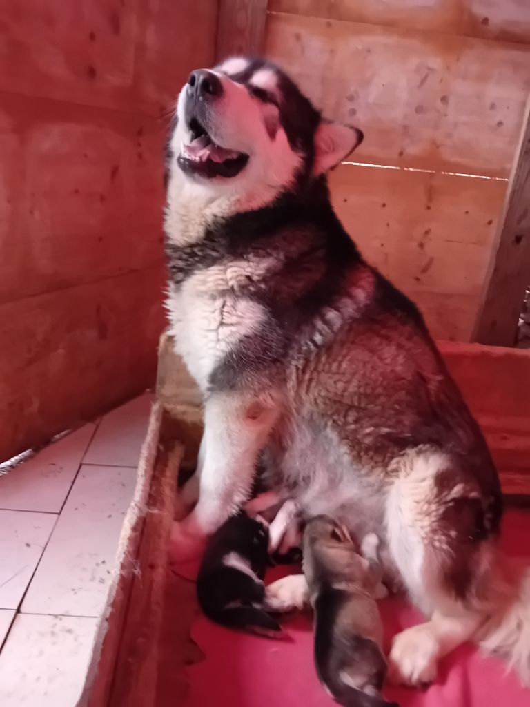 chiot Alaskan Malamute Du domaine d'Era White