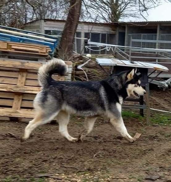 Princesse ayita M'alaska Dream Of Snow
