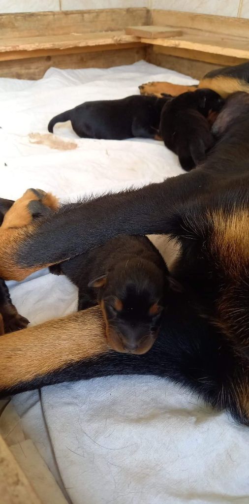 Chiots nala 2022
