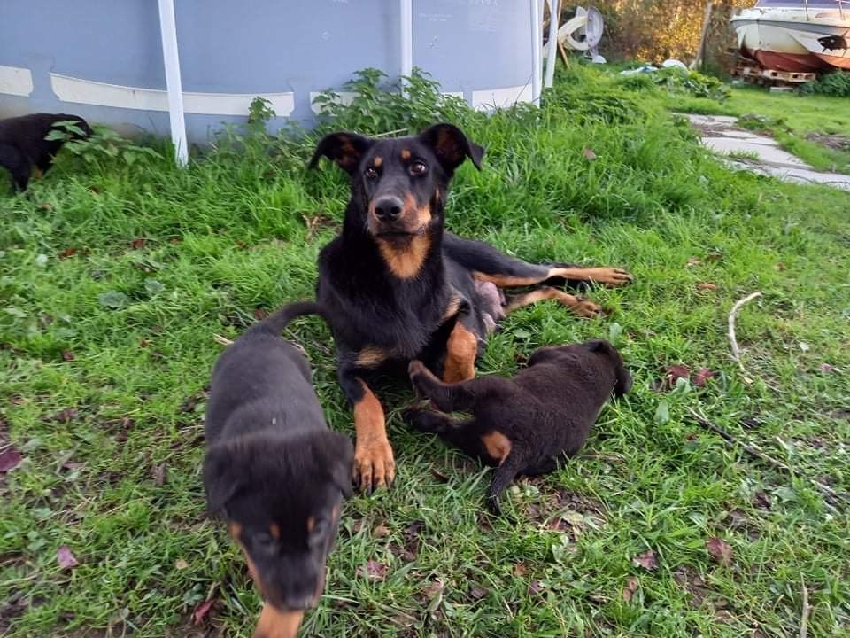 chiots némesis ninja octobre novembre 2021