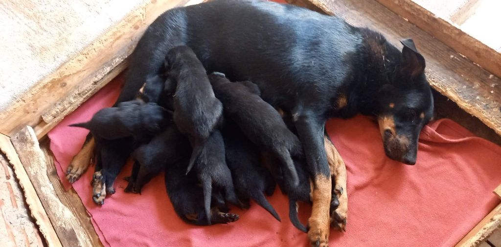 Chiots nemesis et ninja 2022