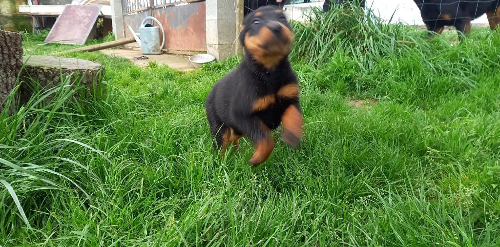 Chiot n'yolandie 2023