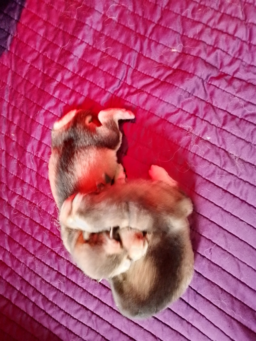 Chiot Alaskan Malamute Du domaine d'Era White