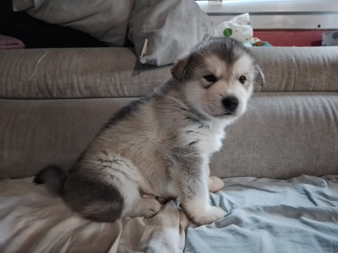 Du domaine d'Era White - Chiots disponibles - Alaskan Malamute