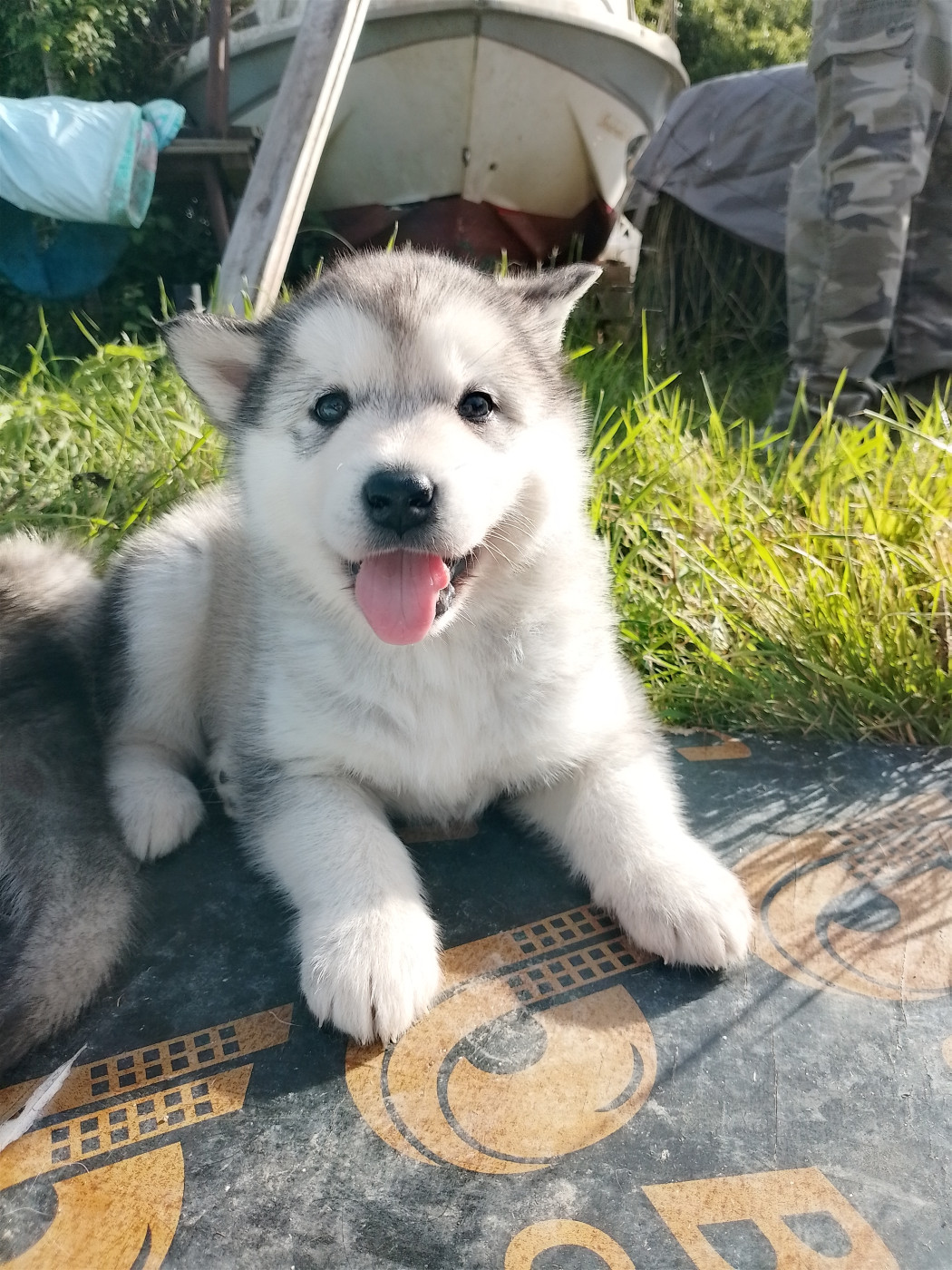 Du domaine d'Era White - Chiots disponibles - Alaskan Malamute