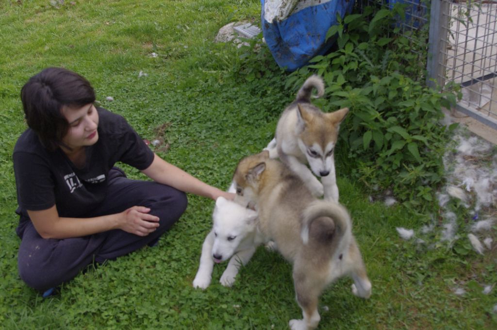 Chiot Alaskan Malamute Du domaine d'Era White