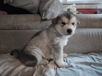 Chiot N°1