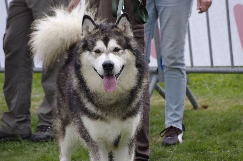 Chiot Alaskan Malamute Du domaine d'Era White